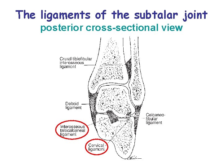 The ligaments of the subtalar joint posterior cross-sectional view Mehdi jalali majd 