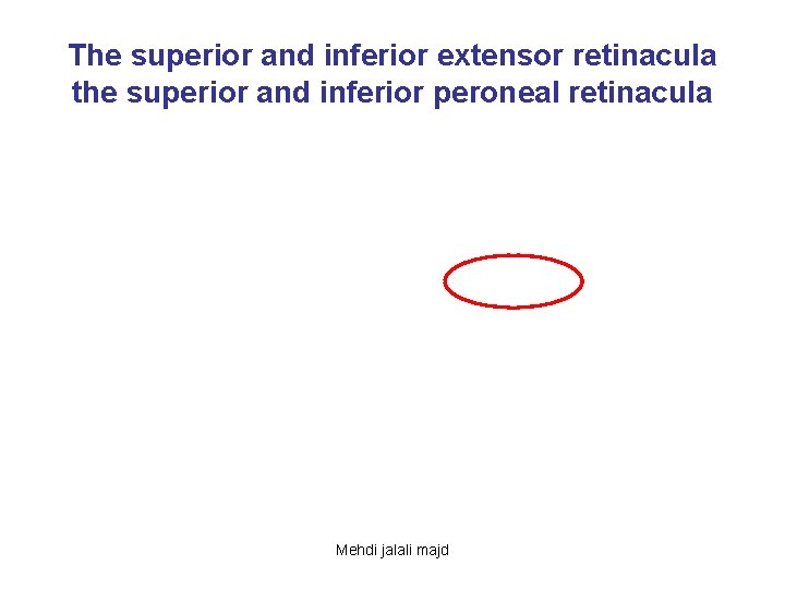 The superior and inferior extensor retinacula the superior and inferior peroneal retinacula Mehdi jalali