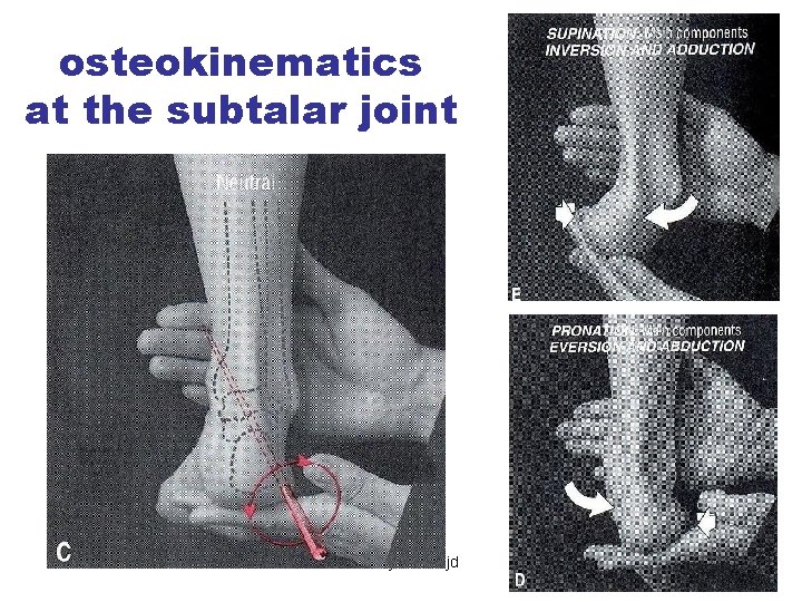 osteokinematics at the subtalar joint Mehdi jalali majd 