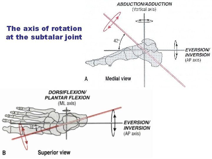 The axis of rotation at the subtalar joint Mehdi jalali majd 