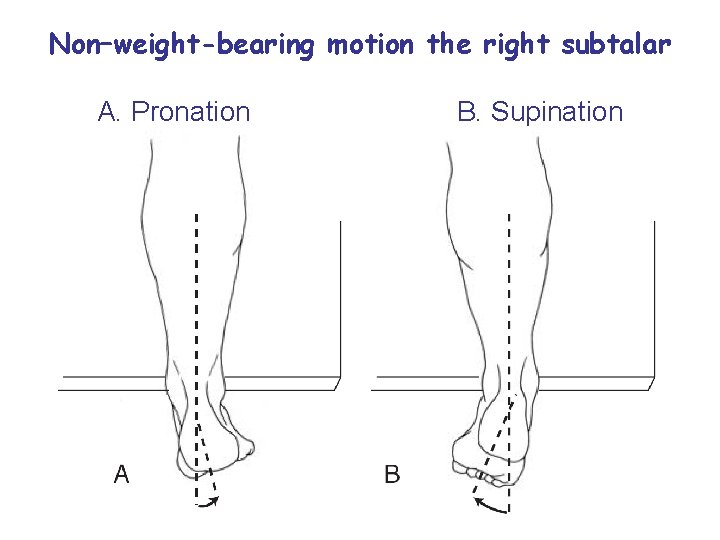 Non–weight-bearing motion the right subtalar A. Pronation B. Supination Mehdi jalali majd 