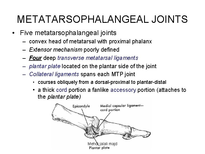 METATARSOPHALANGEAL JOINTS • Five metatarsophalangeal joints – – – convex head of metatarsal with