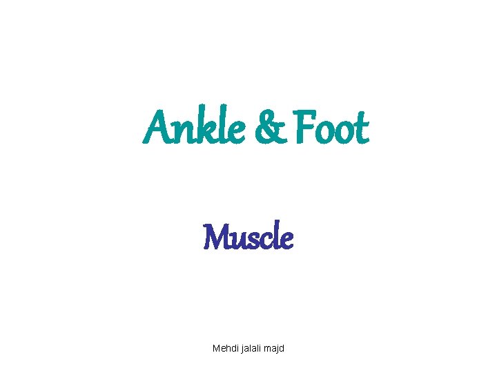 Ankle & Foot Muscle Mehdi jalali majd 