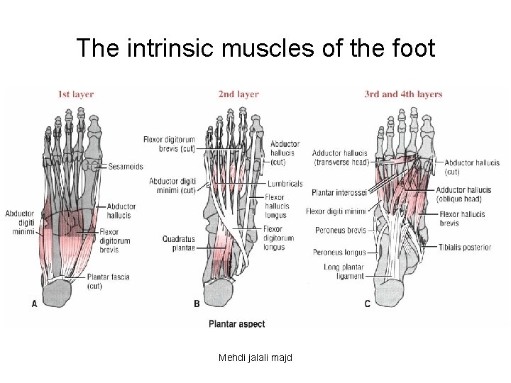 The intrinsic muscles of the foot Mehdi jalali majd 