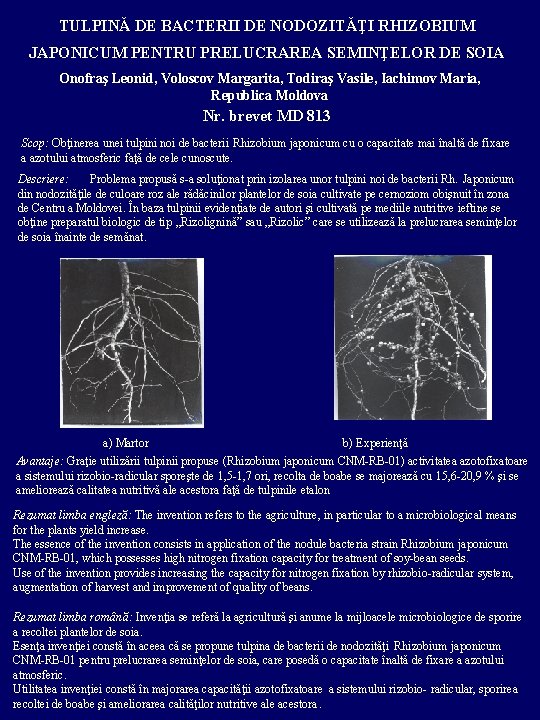 TULPINĂ DE BACTERII DE NODOZITĂŢI RHIZOBIUM JAPONICUM PENTRU PRELUCRAREA SEMINŢELOR DE SOIA Onofraş Leonid,