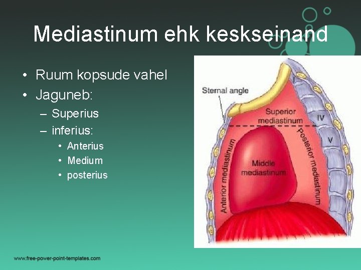 Mediastinum ehk keskseinand • Ruum kopsude vahel • Jaguneb: – Superius – inferius: •