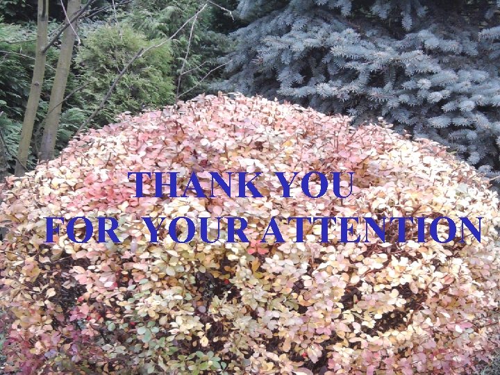THANK YOU FOR YOUR ATTENTION THANK YOU FOR YOUR ATTENTION