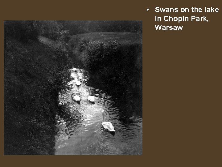  • Swans on the lake in Chopin Park, Warsaw 