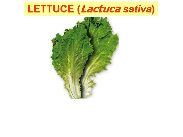 LETTUCE (Lactuca sativa) 