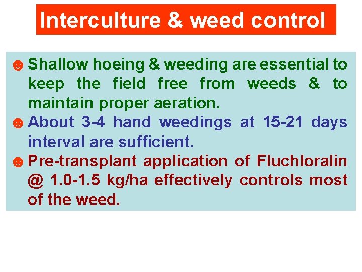 Interculture & weed control ☻ Shallow hoeing & weeding are essential to keep the