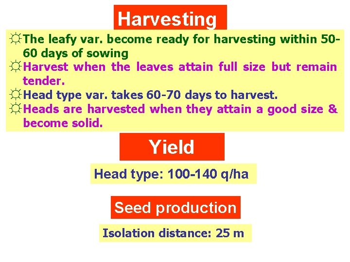 Harvesting ☼The leafy var. become ready for harvesting within 5060 days of sowing ☼Harvest