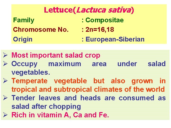 Lettuce(Lactuca sativa) Family Chromosome No. Origin : Compositae : 2 n=16, 18 : European-Siberian