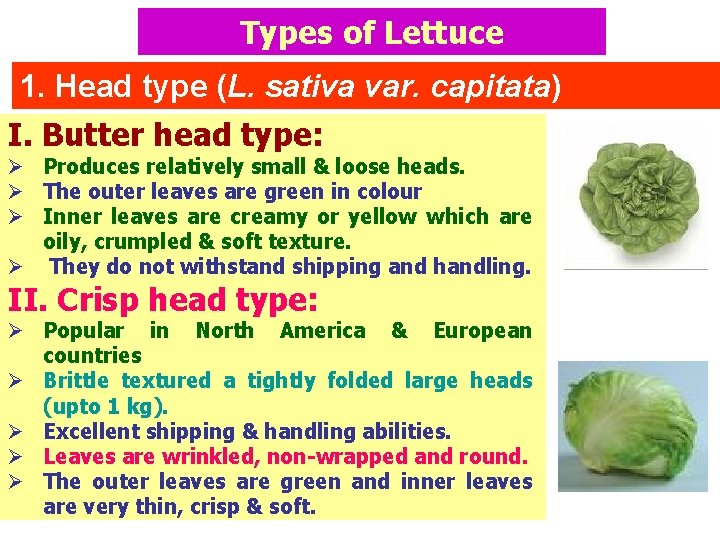 Types of Lettuce 1. Head type (L. sativa var. capitata) I. Butter head type: