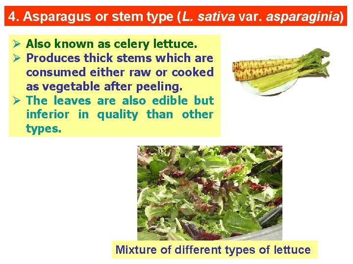 4. Asparagus or stem type (L. sativa var. asparaginia) Ø Also known as celery