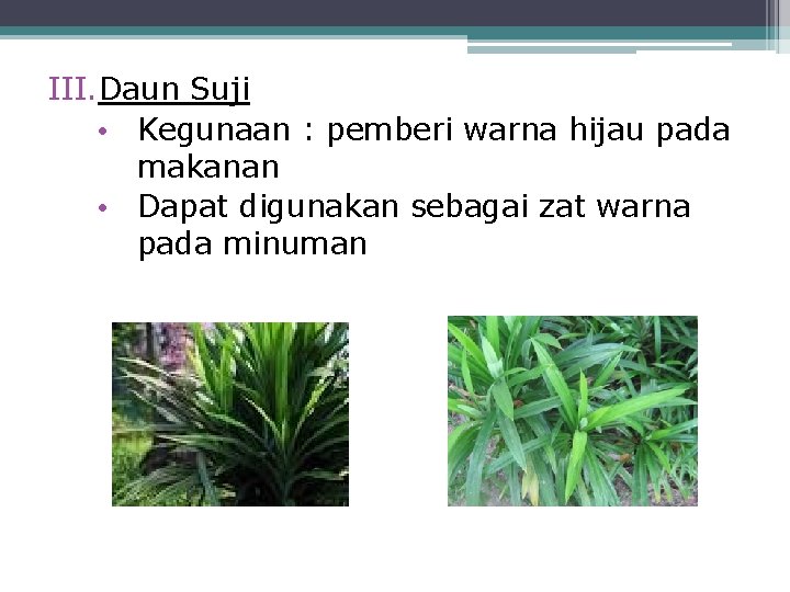 III. Daun Suji • Kegunaan : pemberi warna hijau pada makanan • Dapat digunakan