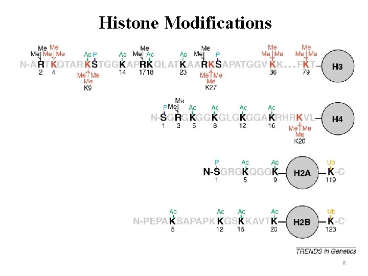 BIOINFBENGBIMMCHEMCSE 184 Computational Molecular Biology Lecture 5 Histone