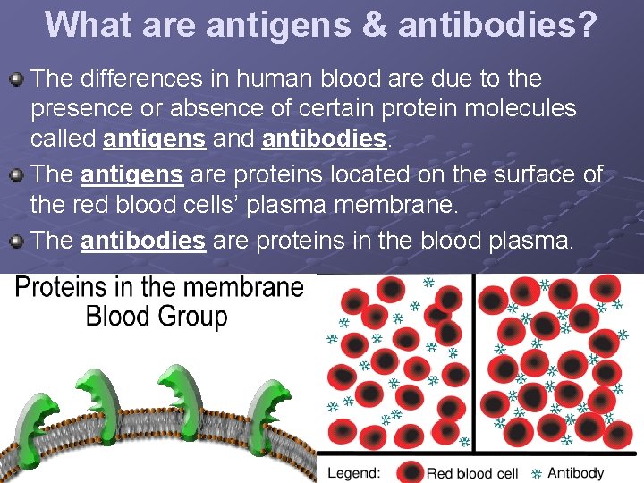 What are antigens & antibodies? The differences in human blood are due to the