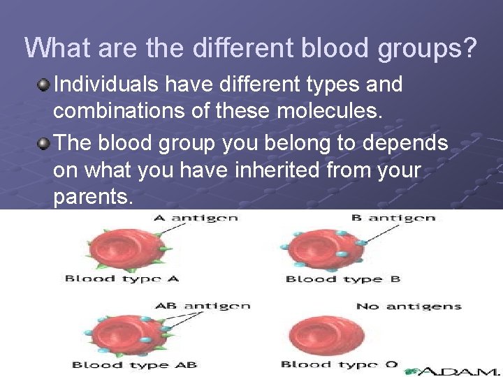 What are the different blood groups? Individuals have different types and combinations of these