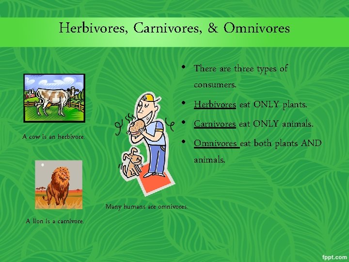 Herbivores, Carnivores, & Omnivores A cow is an herbivore. • There are three types