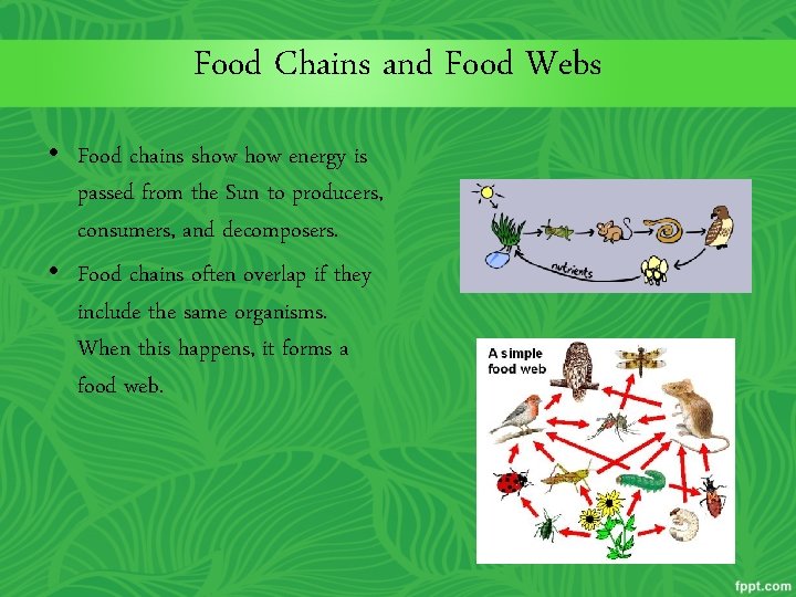 Food Chains and Food Webs • Food chains show energy is passed from the