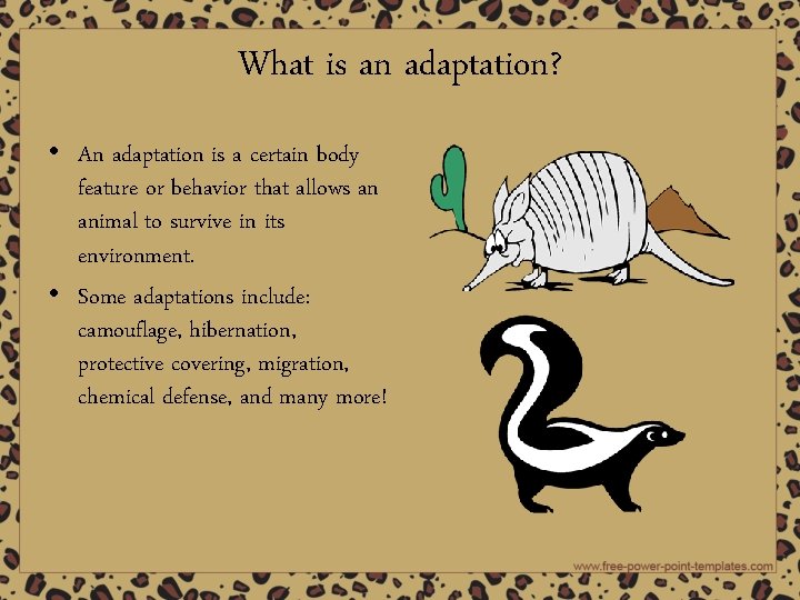 What is an adaptation? • An adaptation is a certain body feature or behavior