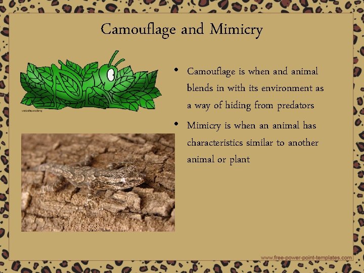 Camouflage and Mimicry • Camouflage is when and animal blends in with its environment