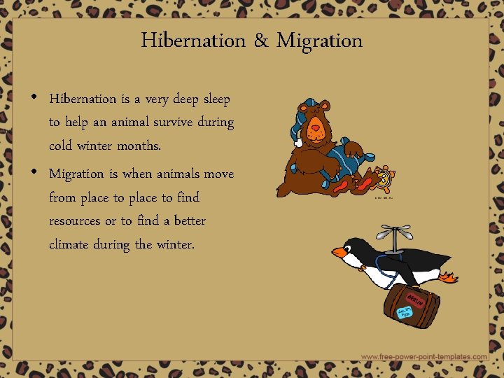 Hibernation & Migration • Hibernation is a very deep sleep to help an animal