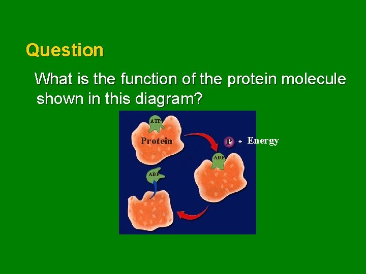 Question What is the function of the protein molecule shown in this diagram? ATP
