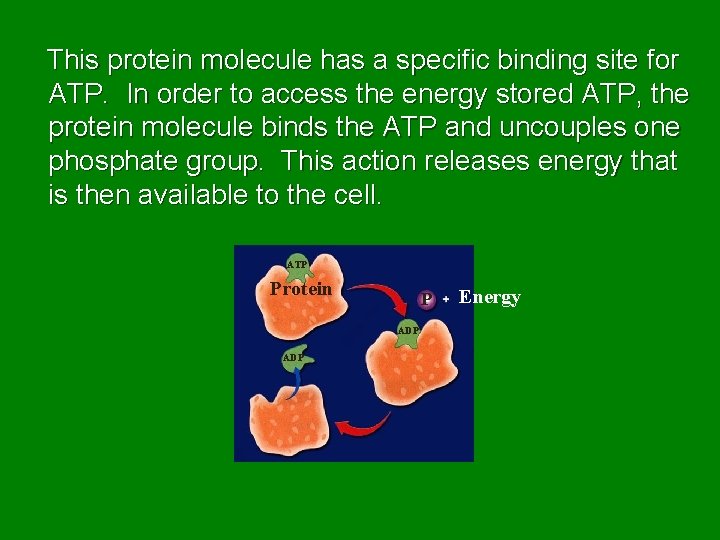 This protein molecule has a specific binding site for ATP. In order to access