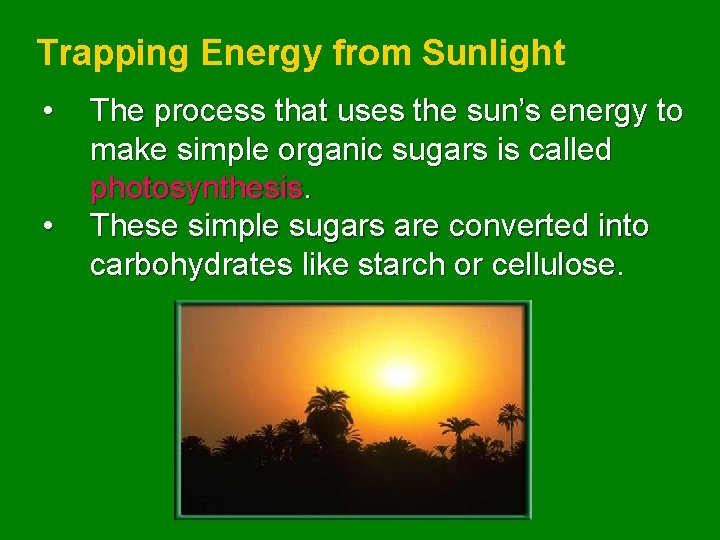 Trapping Energy from Sunlight • • The process that uses the sun’s energy to