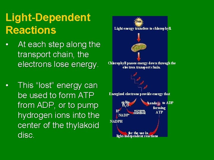Light-Dependent Reactions • • At each step along the transport chain, the electrons lose