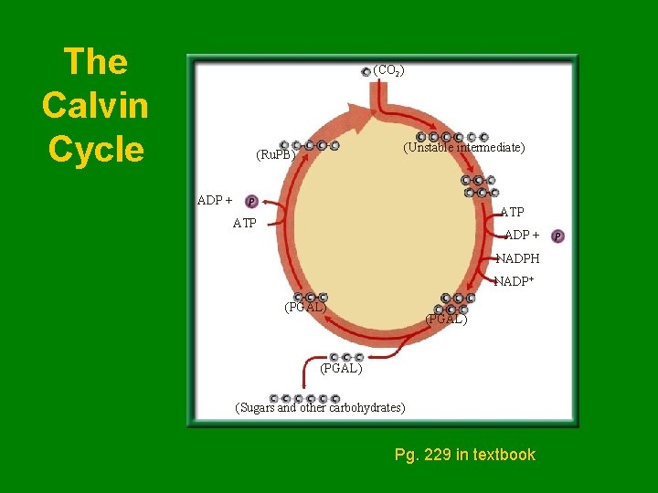 The Calvin Cycle (CO 2) (Unstable intermediate) (Ru. PB) ADP + ATP ADP +