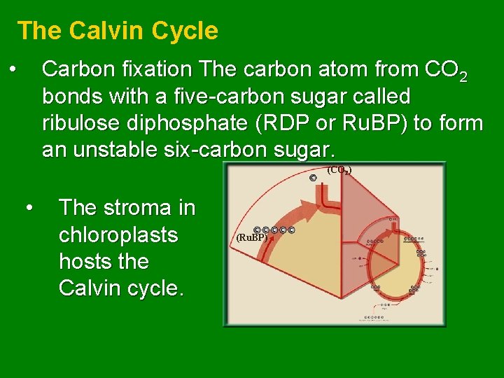 The Calvin Cycle • Carbon fixation The carbon atom from CO 2 bonds with