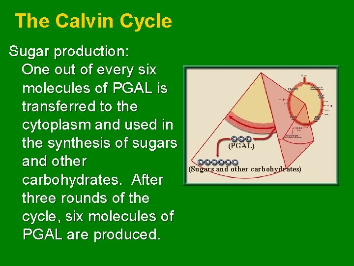 The Calvin Cycle Sugar production: One out of every six molecules of PGAL is