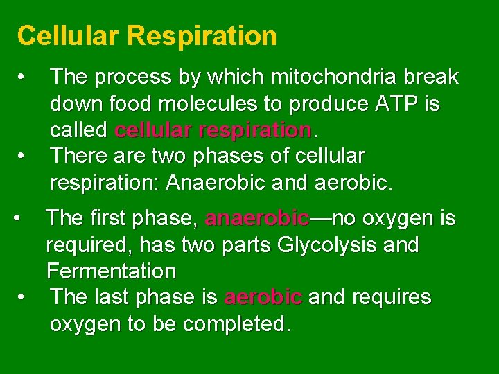 Cellular Respiration • • • The process by which mitochondria break down food molecules