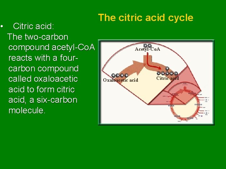  • Citric acid: The two-carbon compound acetyl-Co. A reacts with a fourcarbon compound