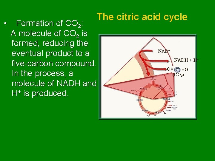  • The citric acid cycle Formation of CO 2: A molecule of CO
