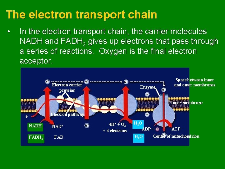 The electron transport chain • In the electron transport chain, the carrier molecules NADH