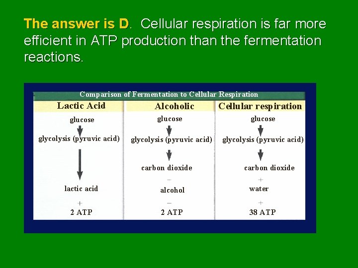 The answer is D. Cellular respiration is far more efficient in ATP production than