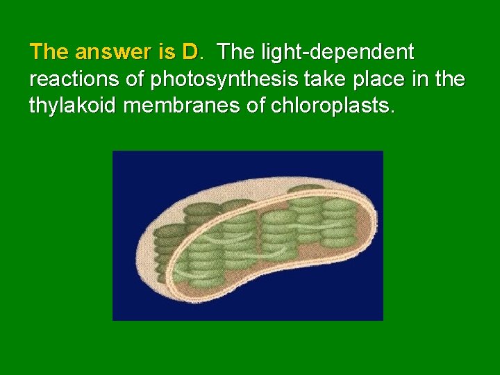 The answer is D. The light-dependent reactions of photosynthesis take place in the thylakoid