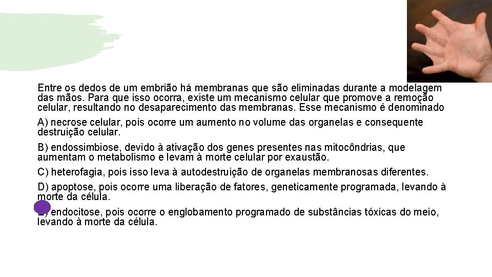 Entre os dedos de um embrião há membranas que são eliminadas durante a modelagem