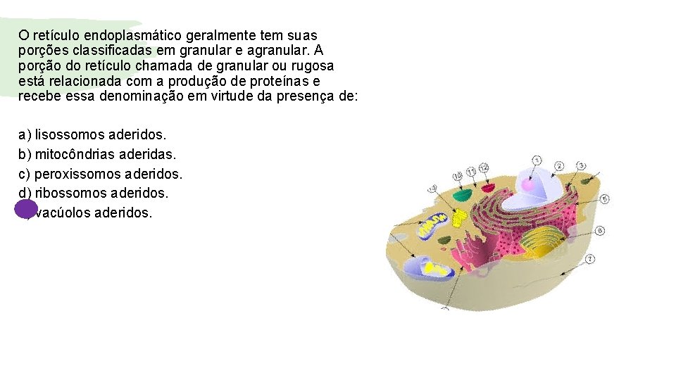 O retículo endoplasmático geralmente tem suas porções classificadas em granular e agranular. A porção