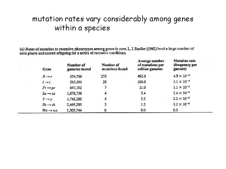 mutation rates vary considerably among genes within a species 