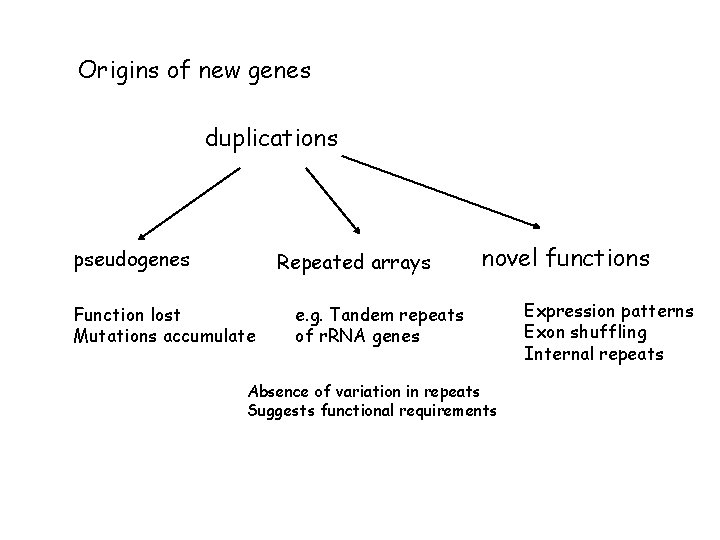 Origins of new genes duplications pseudogenes Repeated arrays Function lost Mutations accumulate novel functions