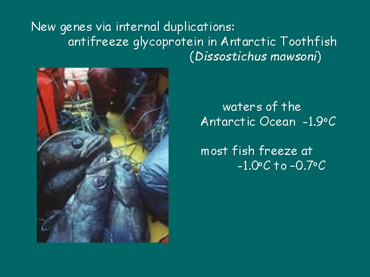 New genes via internal duplications: antifreeze glycoprotein in Antarctic Toothfish (Dissostichus mawsoni) waters of