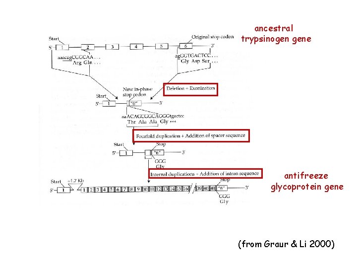ancestral trypsinogen gene antifreeze glycoprotein gene (from Graur & Li 2000) 