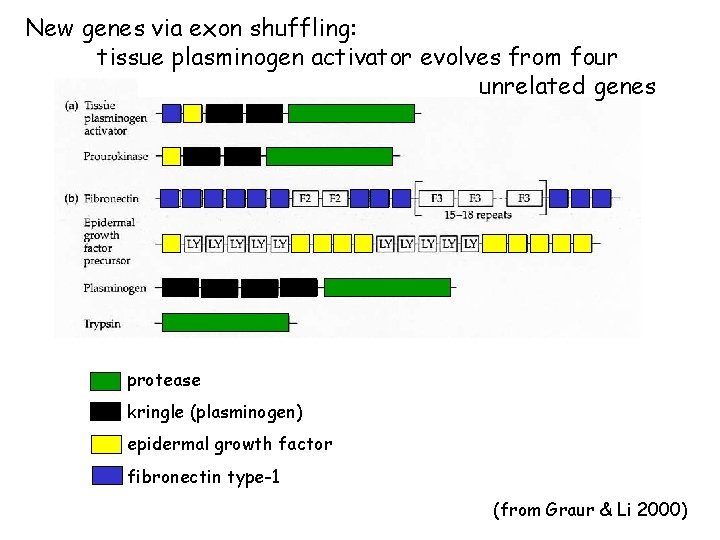 New genes via exon shuffling: tissue plasminogen activator evolves from four unrelated genes protease