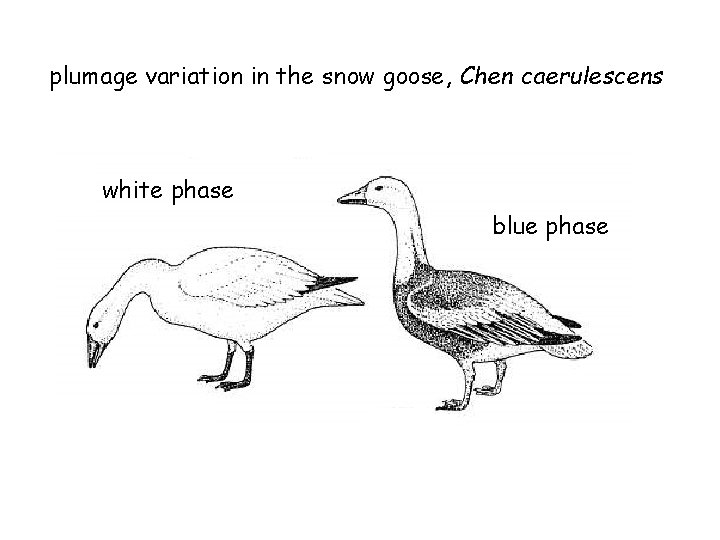 plumage variation in the snow goose, Chen caerulescens white phase blue phase 