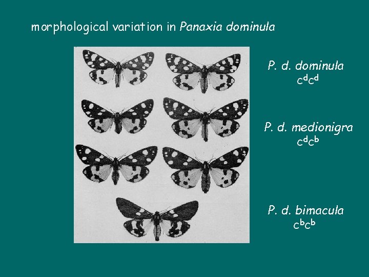 morphological variation in Panaxia dominula P. d. dominula c dc d P. d. medionigra