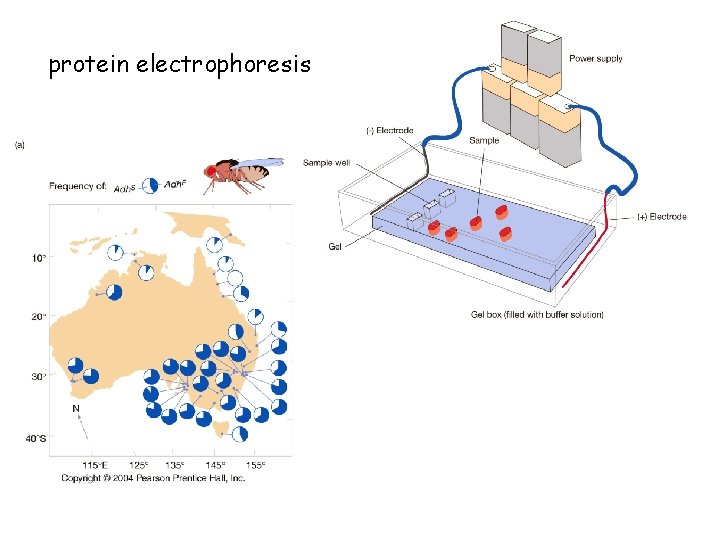 protein electrophoresis 